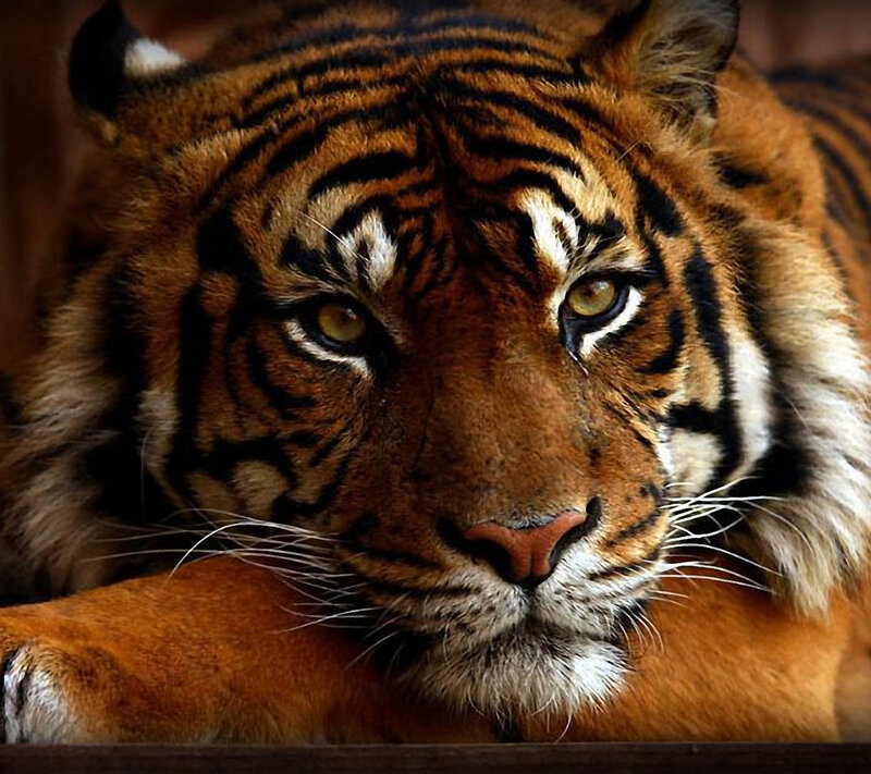 Tiger Lying Down — Orange, Calm, Photograph, Whiskers, Paws