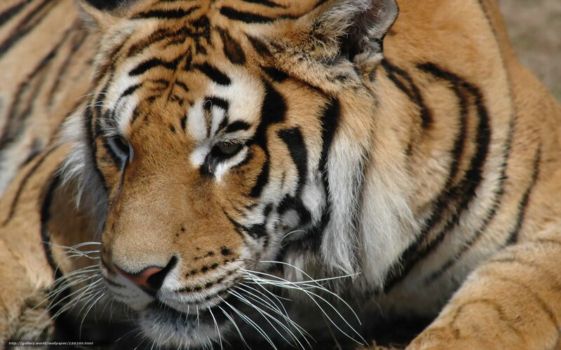 Tiger Lying Down — Orange, Calm, Photograph, Whiskers, Stripes