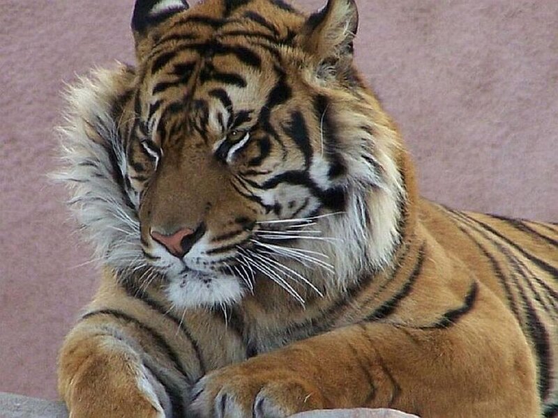 Tiger Lying Down — Orange, Calm, Photograph, Whiskers