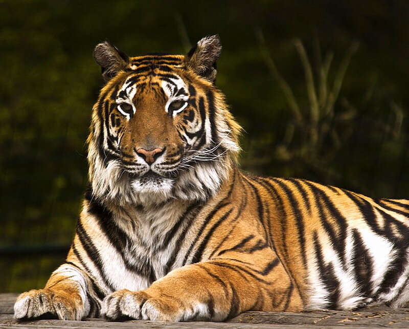 Tiger Lying Down — Orange, Calm, Photograph, Wooden Surface