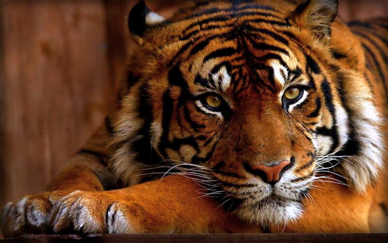 Tiger Lying Down — Orange, Calm, Photograph, Wooden Wall