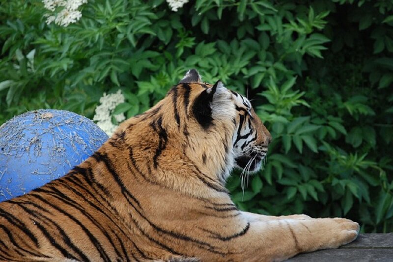 Tiger Lying Down — Orange, Calm, Summer