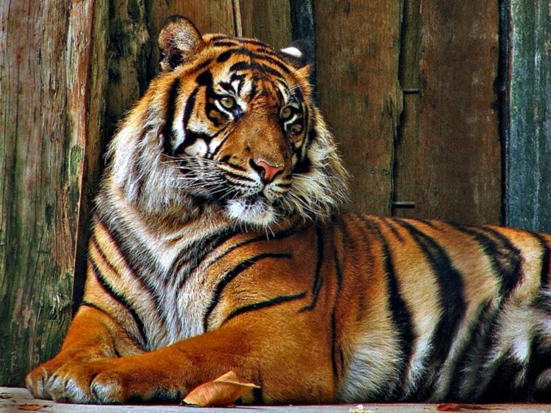 Tiger Lying Down — Orange, Calm