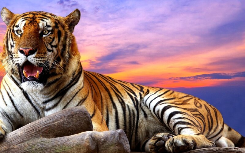 Tiger Lying Down — Orange, Dramatic, Sunset