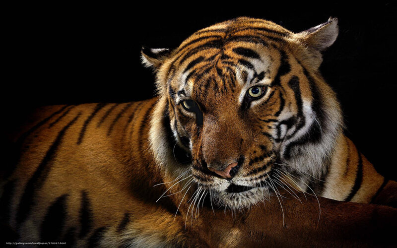 Tiger Lying Down — Orange, Intense, Photograph, Black Background