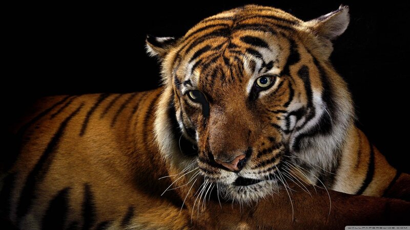 Tiger Lying Down — Orange, Intense, Photograph, Stripes