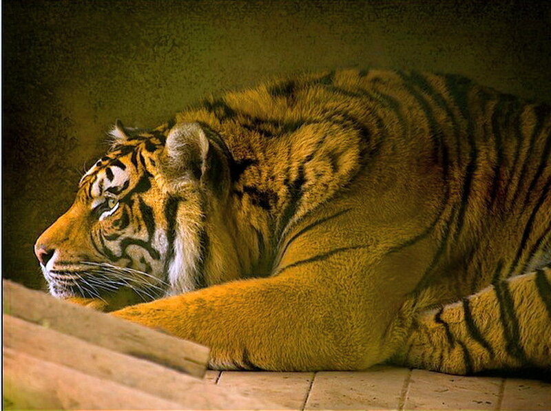 Tiger Lying Down — Orange