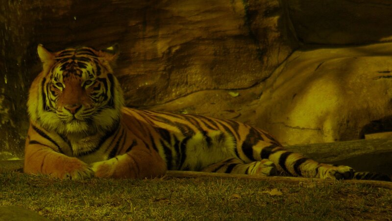 Tiger Lying Down — Yellow