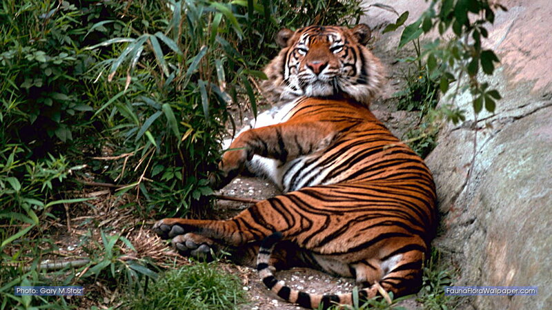 Tiger Lying in Foliage