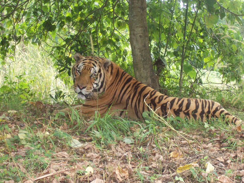 Tiger Lying in Forest — Green