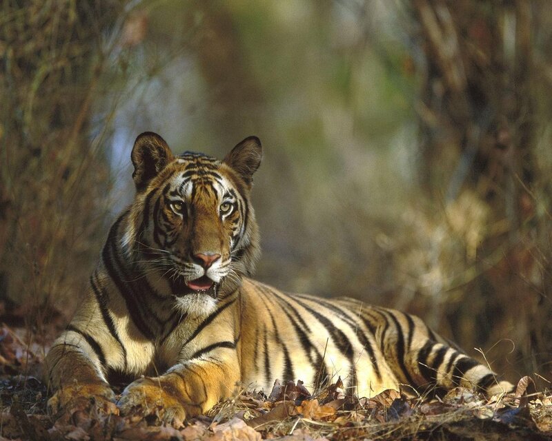 Tiger Lying in Forest — Orange, Alert, Afternoon, Photograph, Leaves, Trees