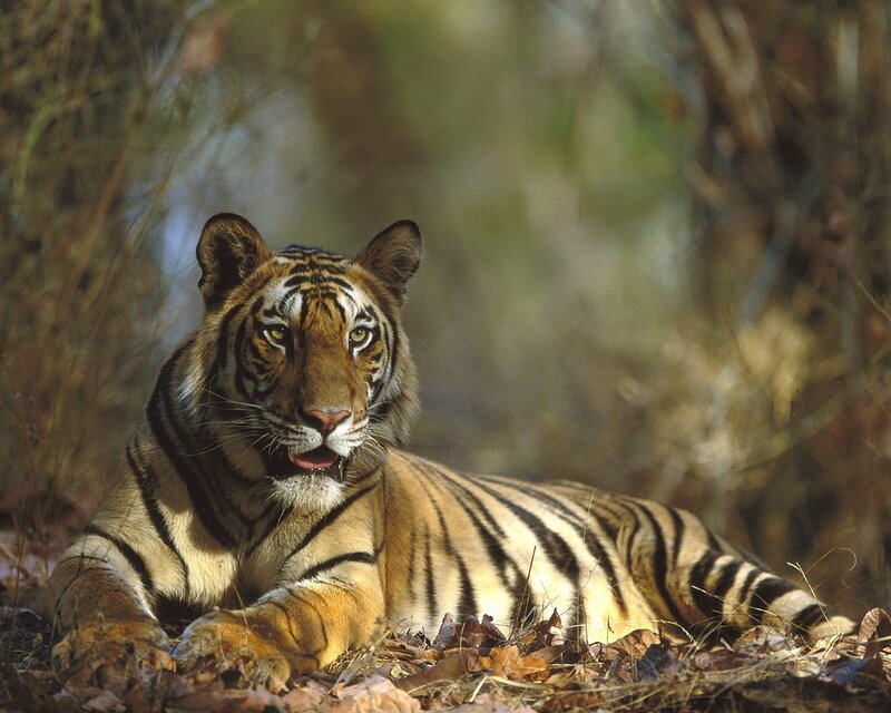 Tiger Lying in Forest — Orange, Alert