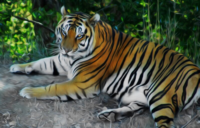 Tiger Lying in Forest — Orange, Calm