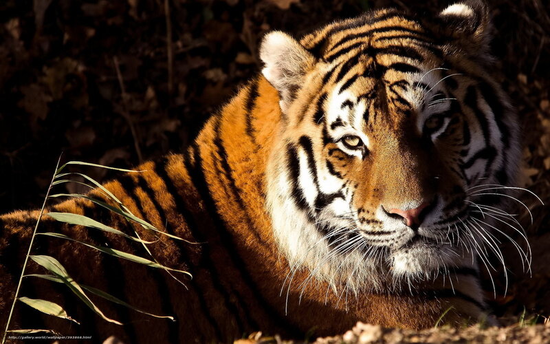 Tiger Lying in Forest — Orange, Dramatic, Afternoon, Photograph