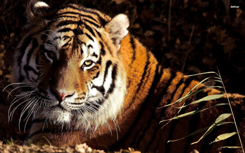 Tiger Lying in Forest — Orange, Dramatic