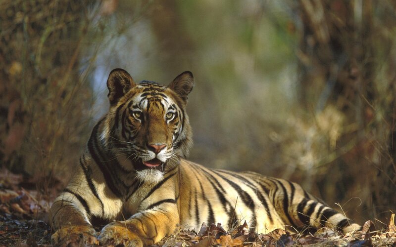 Tiger Lying in Forest — Orange