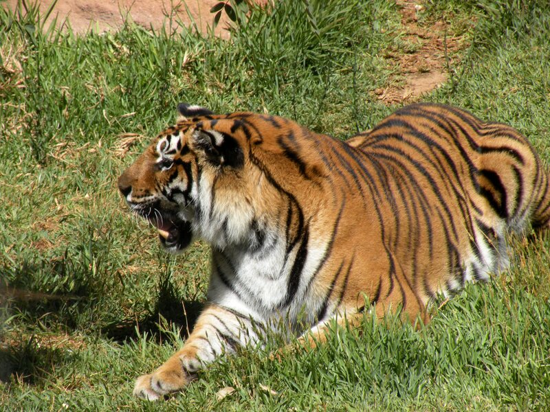tiger lying in grass