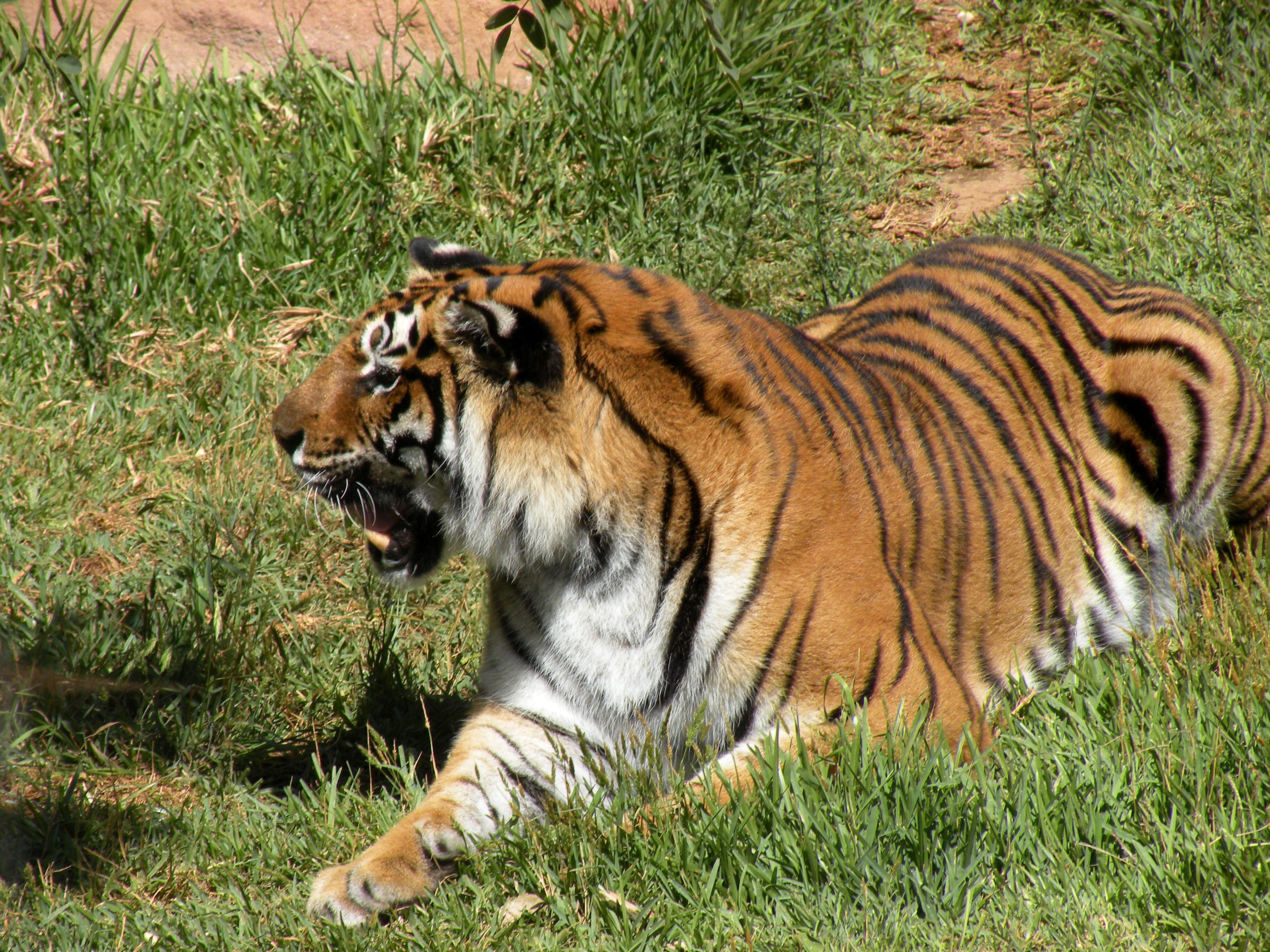 tiger lying in grass