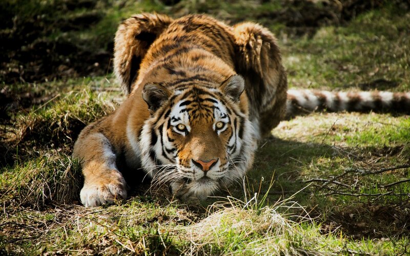 tiger lying in grass