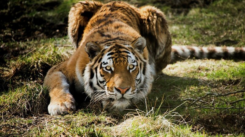 Tiger lying in grass