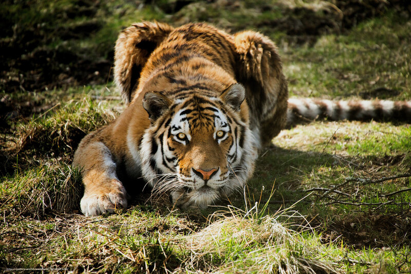 Tiger lying in grass