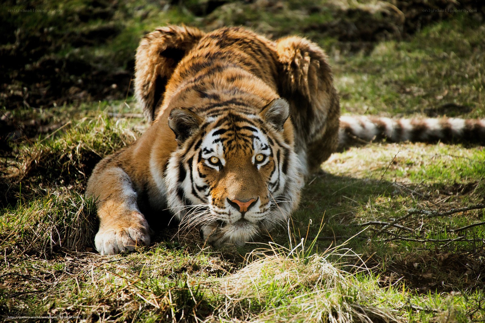 Tiger lying in grass