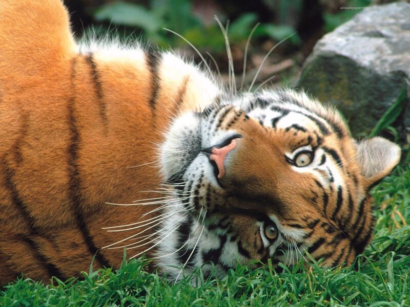 tiger lying in grass