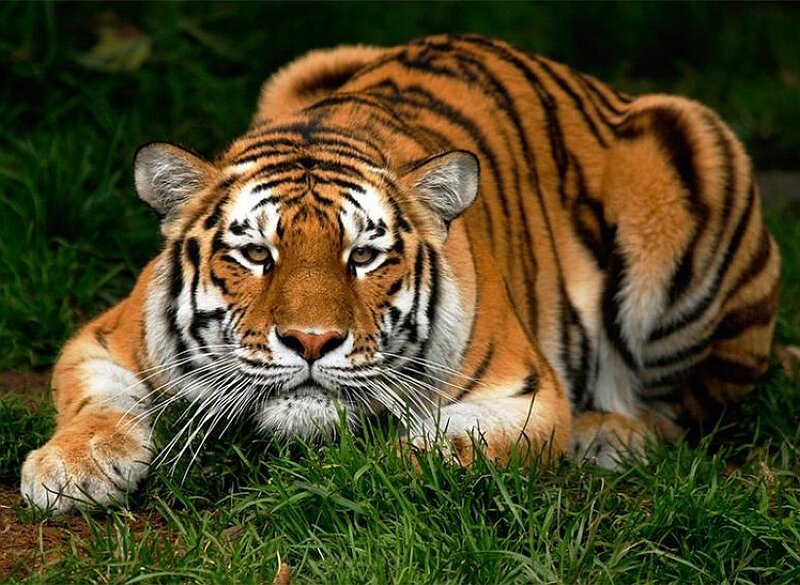 Tiger Lying in Grass — Alert