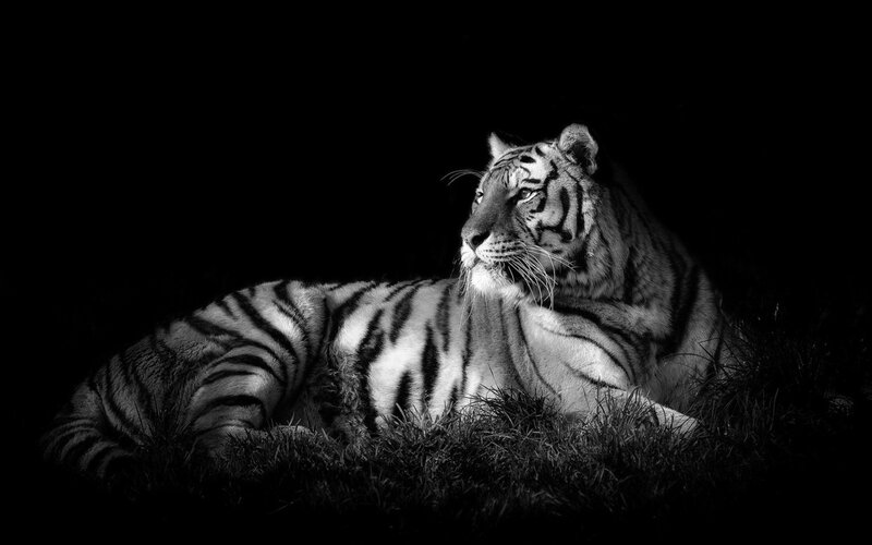 Tiger Lying in Grass — Black, Dramatic