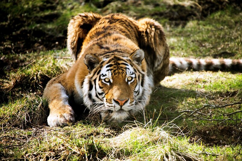 Tiger Lying in Grass — Brown