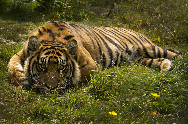 Tiger Lying in Grass — Green, Calm, Afternoon, Photograph, Flowers