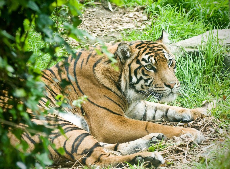 Tiger Lying in Grass — Green, Calm, Afternoon, Photograph, Leaves