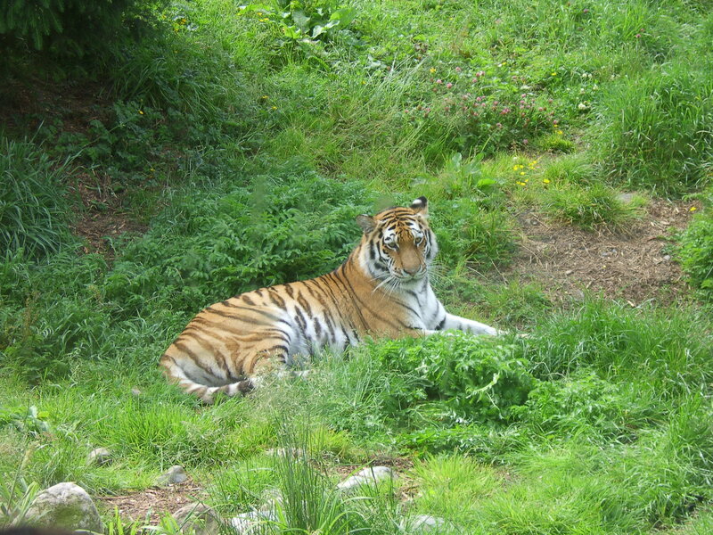 Tiger Lying in Grass — Green, Calm, Afternoon, Photograph, Plants