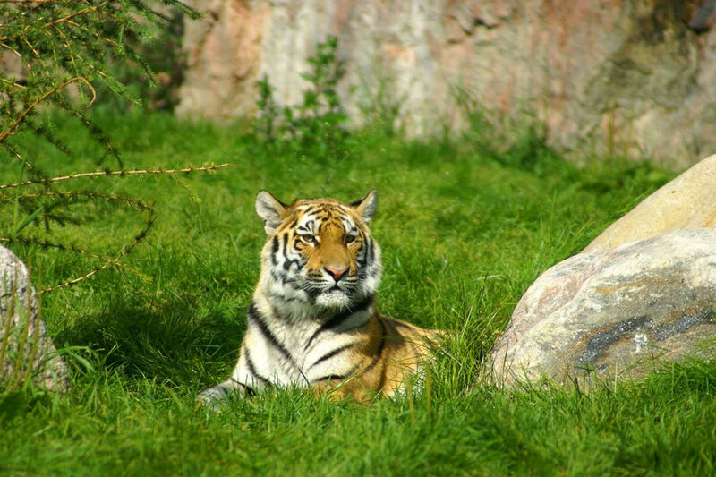 Tiger Lying in Grass — Green, Calm, Afternoon, Photograph, Rocks