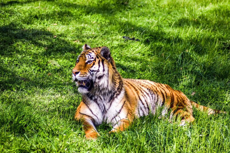 Tiger Lying in Grass — Green, Calm, Afternoon, Photograph, Sunlight, Orange, Black