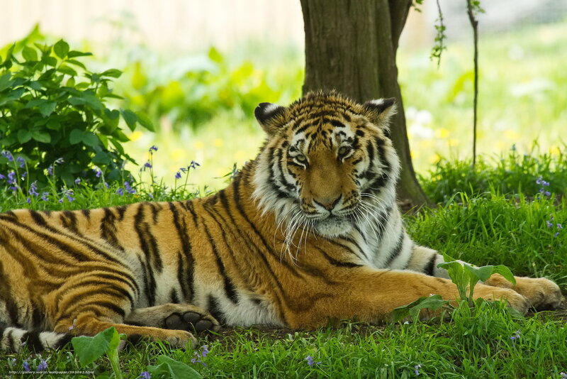 Tiger Lying in Grass — Green, Calm, Afternoon, Photograph, Tree, Flowers