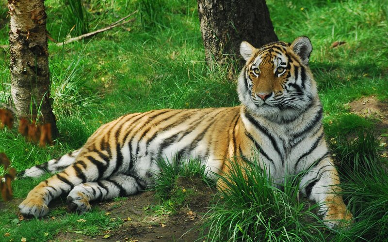 Tiger Lying in Grass — Green, Calm, Afternoon, Photograph, Tree
