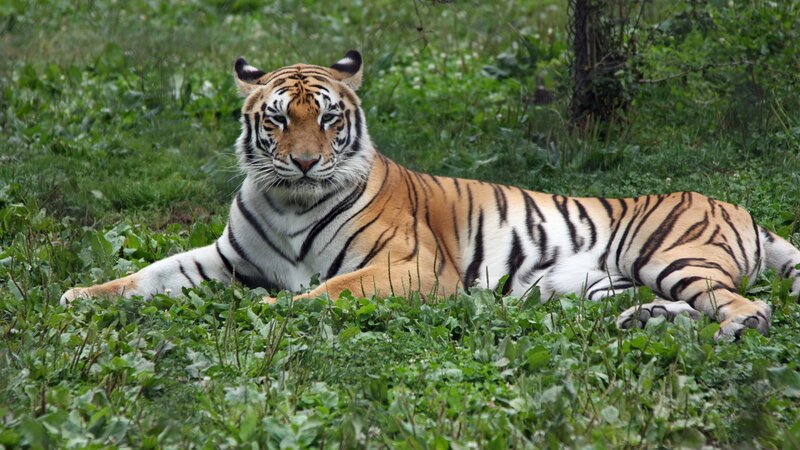 Tiger Lying in Grass — Green, Calm, Afternoon, Photograph, Tree Trunk