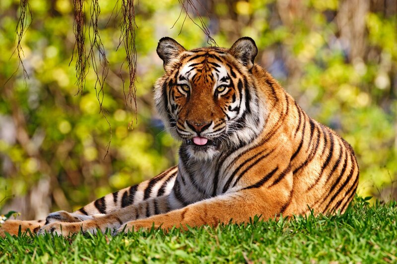 Tiger Lying in Grass — Green, Calm, Afternoon, Photograph, Trees, Hanging Vines