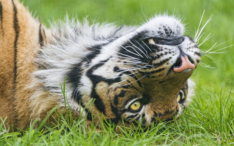 Tiger Lying in Grass — Green, Calm, Afternoon, Photograph, Whiskers