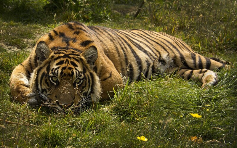 Tiger Lying in Grass — Green, Calm, Afternoon, Photograph, Yellow Flower, Sunlight, Orange, Black