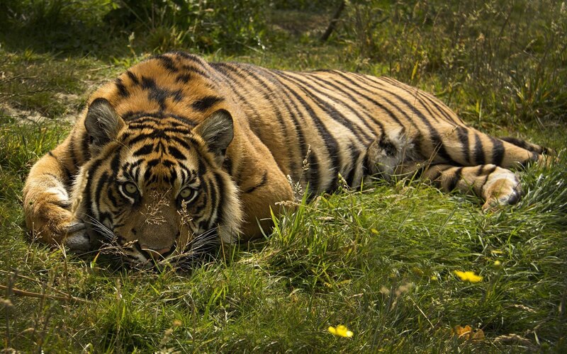 Tiger Lying in Grass — Green, Calm, Afternoon, Photograph, Yellow Flower, Sunlight
