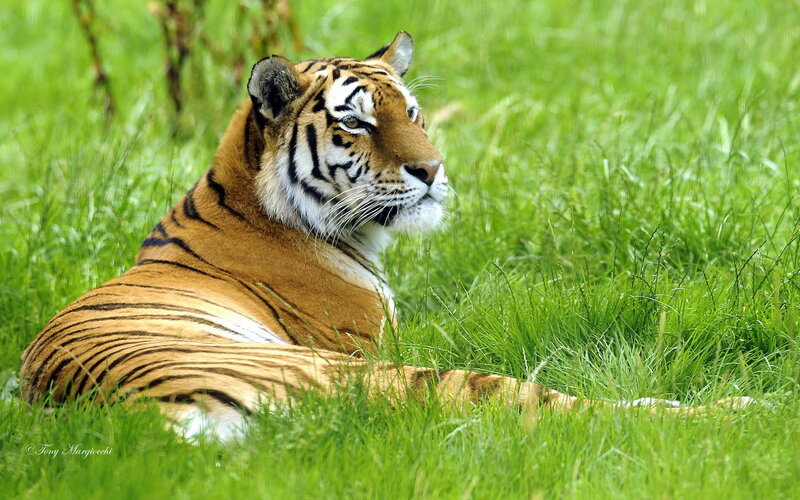 Tiger Lying in Grass — Green, Calm, Afternoon