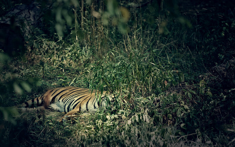Tiger Lying in Grass — Green, Dark