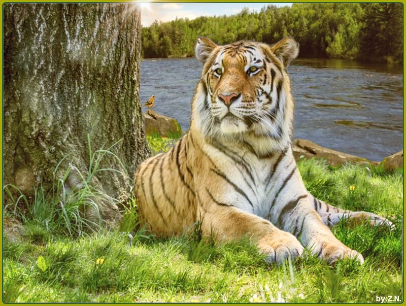 Tiger Lying in Grass — Green, Serene