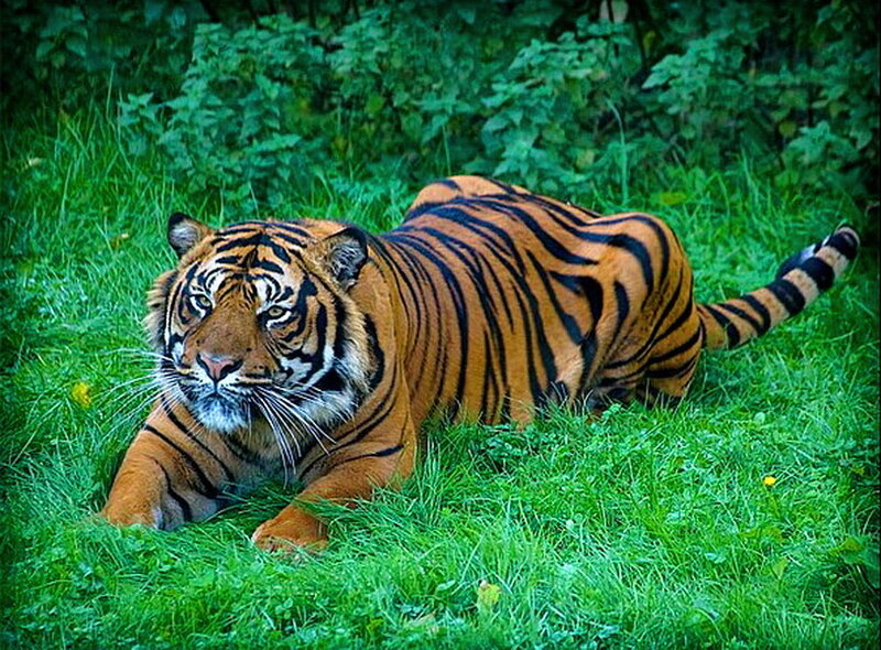Tiger Lying in Grass — Green