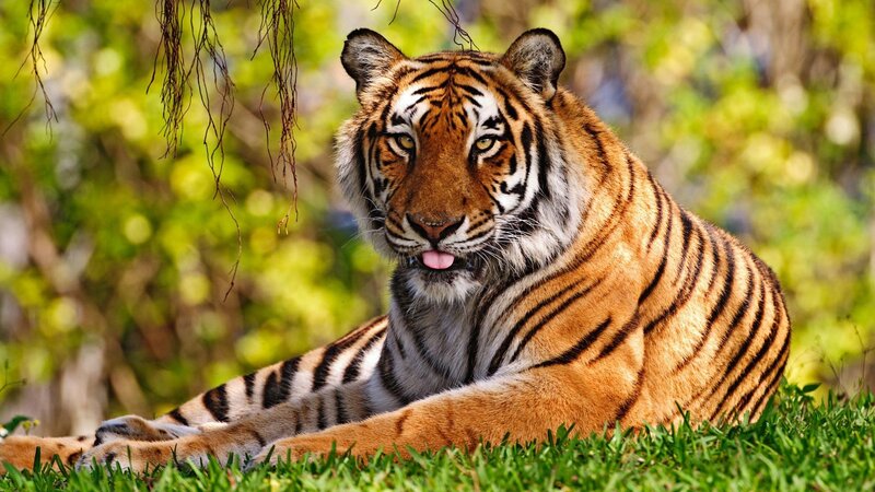 Tiger Lying in Grass — Orange, Afternoon