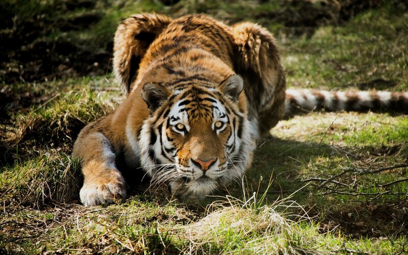 Tiger Lying in Grass — Orange, Alert, Afternoon, Photograph, Tail