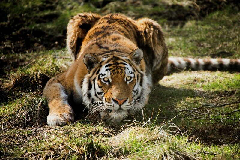 Tiger Lying in Grass — Orange, Alert, Afternoon