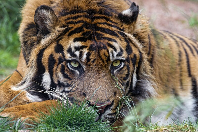 Tiger Lying in Grass — Orange, Alert, Photograph, Eyes
